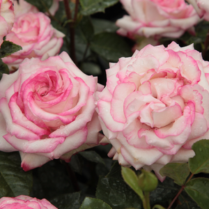 Alb cu marginea petalelor roz - trandafir pentru straturi Floribunda